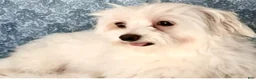 Morkie dogs for sale: Morkie 1 - Ad 7