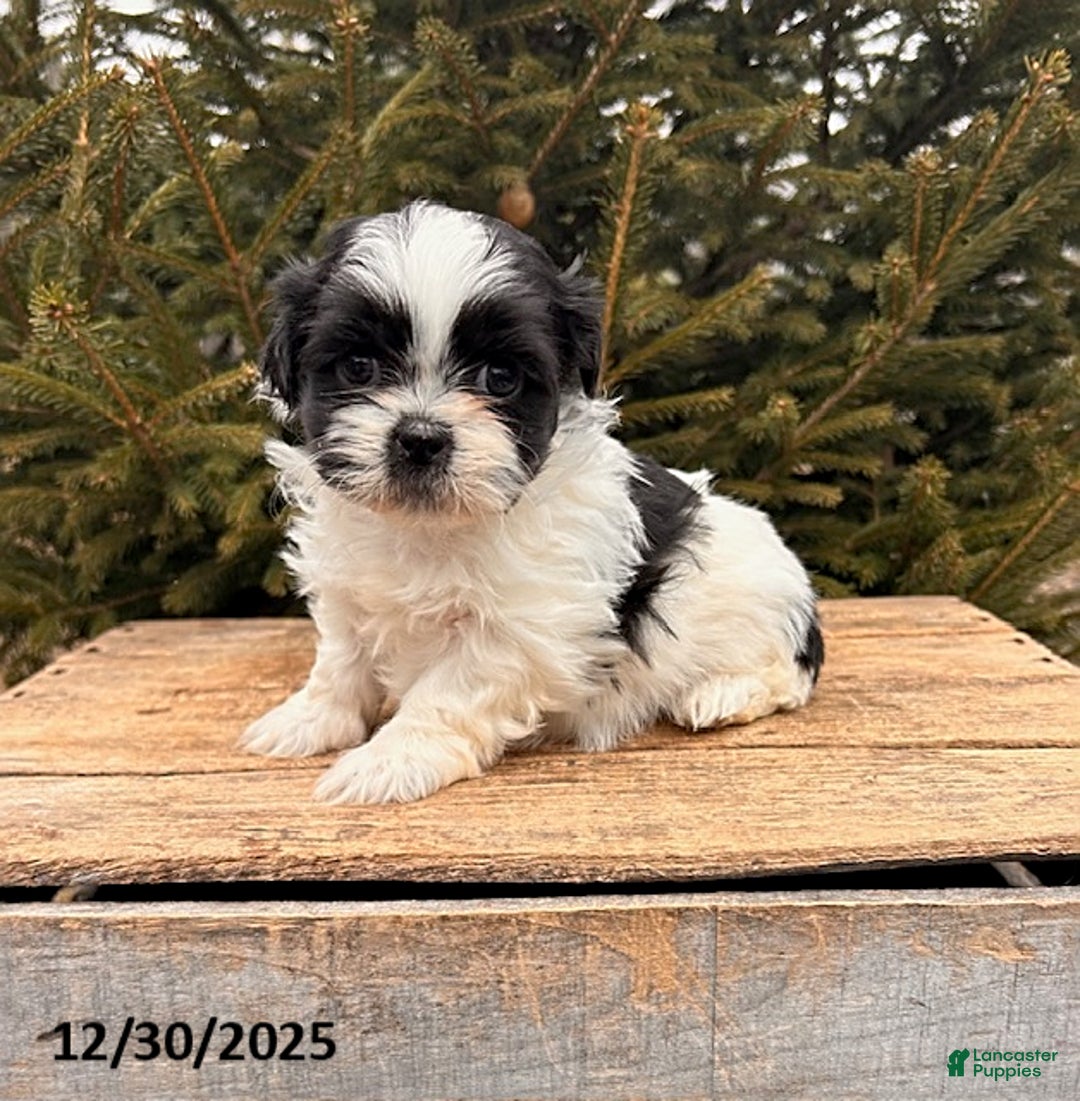 Shih Tzu dogs for sale: Bingo - Ad 1