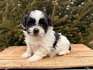 Shih Tzu dogs Bingo - Ad 31