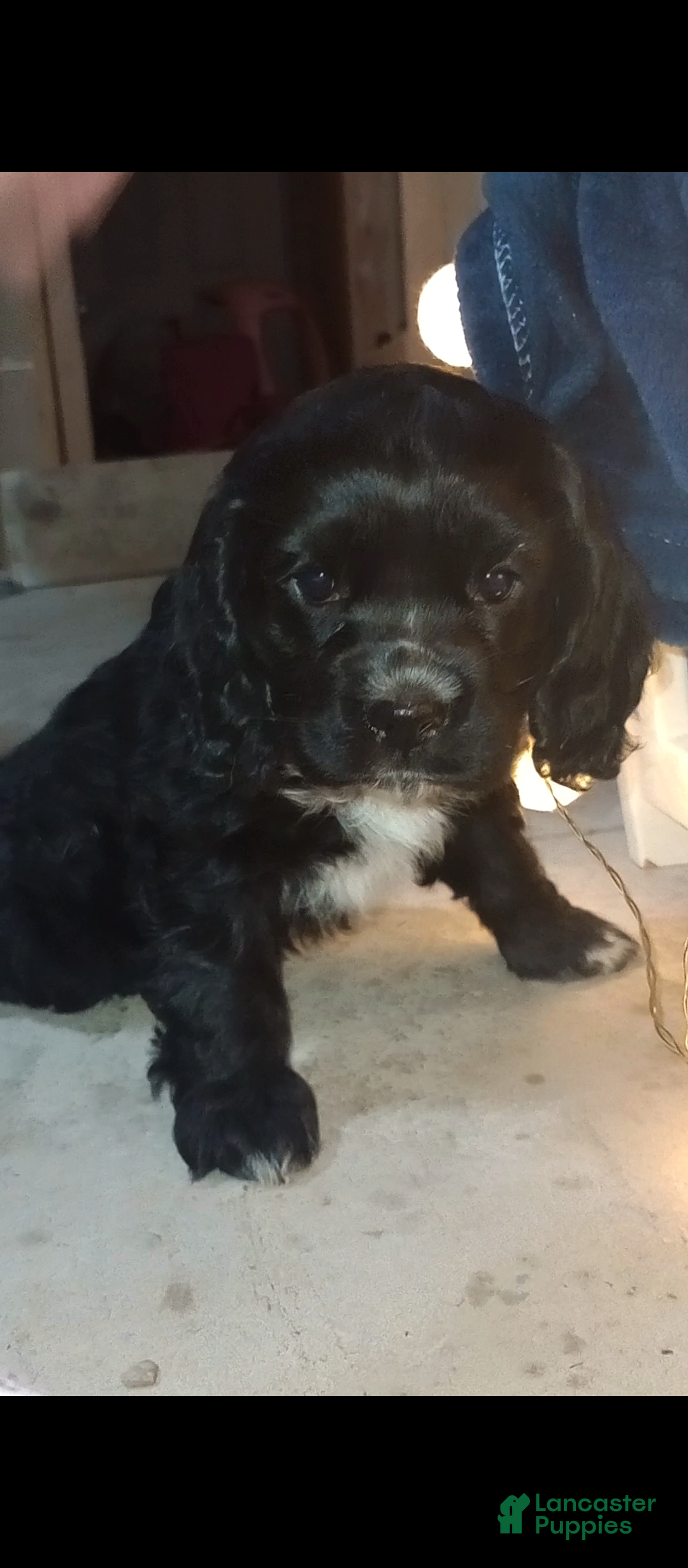 Cocker Spaniel dogs Bear - Ad 36