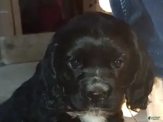 Cocker Spaniel dogs Bear - Ad 36