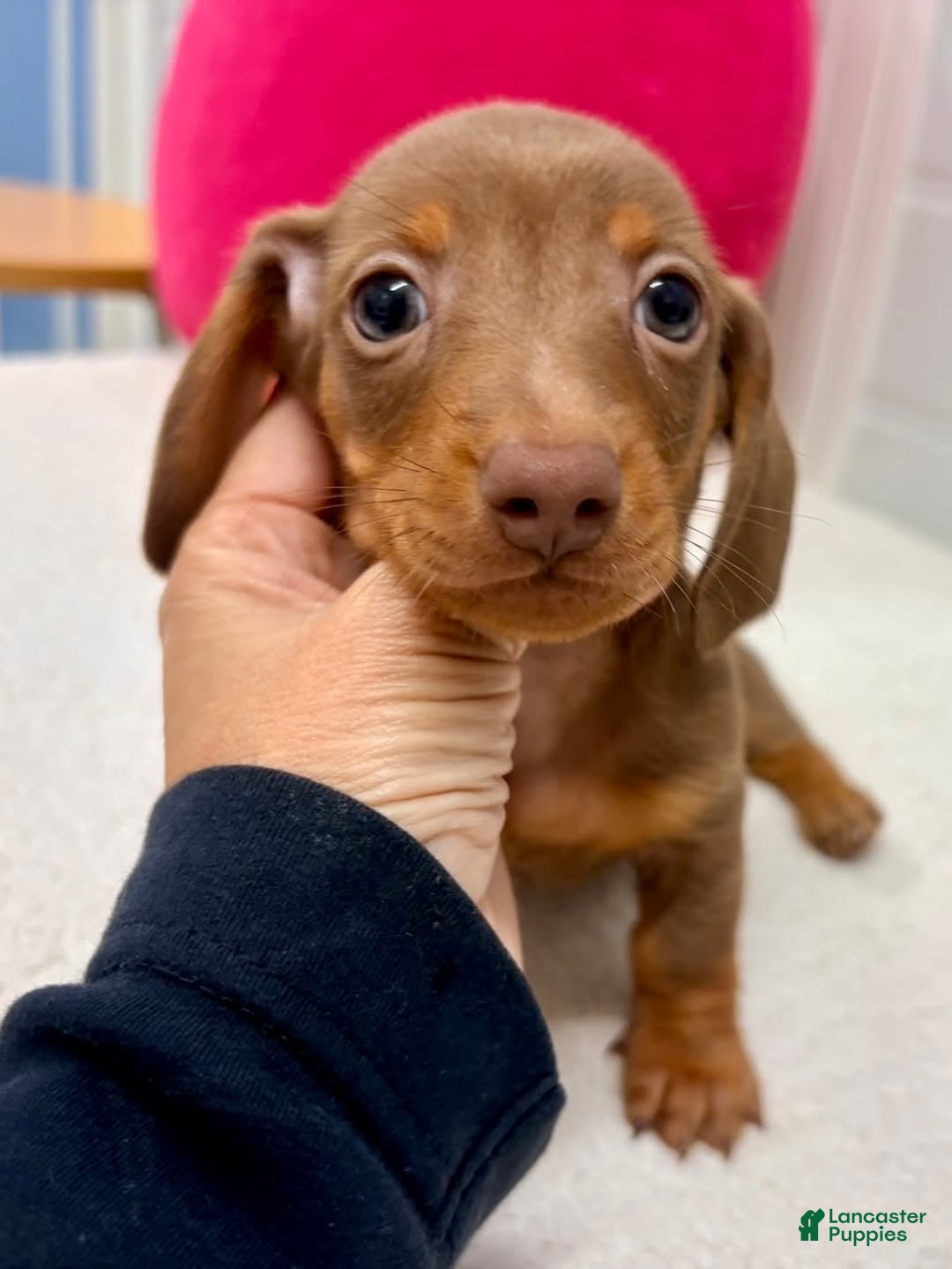 Miniature Dachshund dogs Miniature Dachshund Puppy 3 - Ad 7