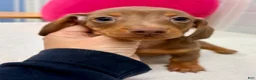Miniature Dachshund dogs for sale: Miniature Dachshund Puppy 3 - Ad 1