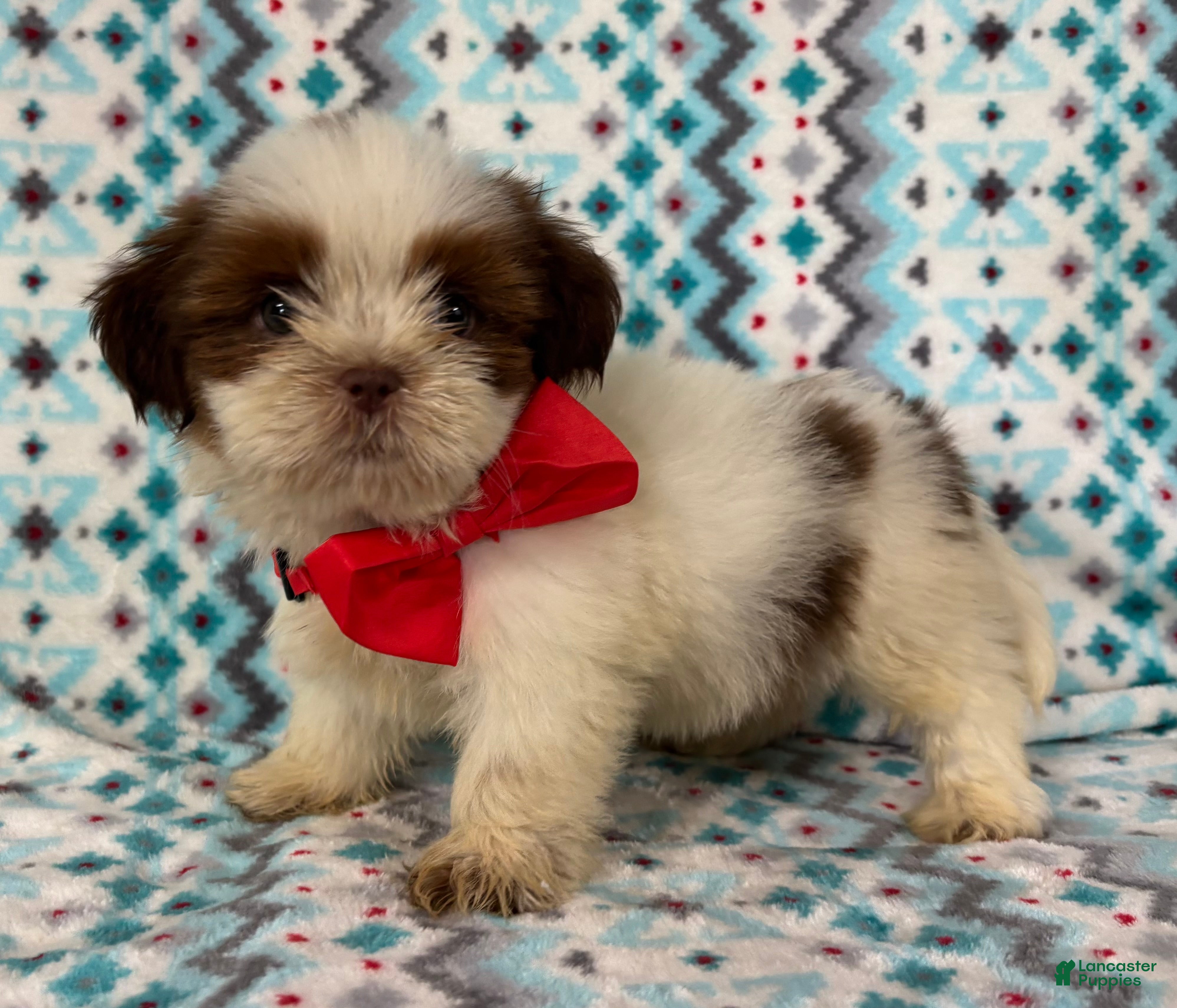 Shih Tzu dogs Shih Tzu 4 - Ad 2