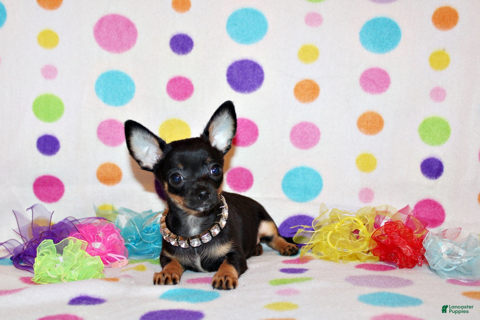 Chihuahua dogs Nero - Ad 40