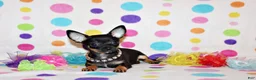 Chihuahua dogs for sale: Nero - Ad 1