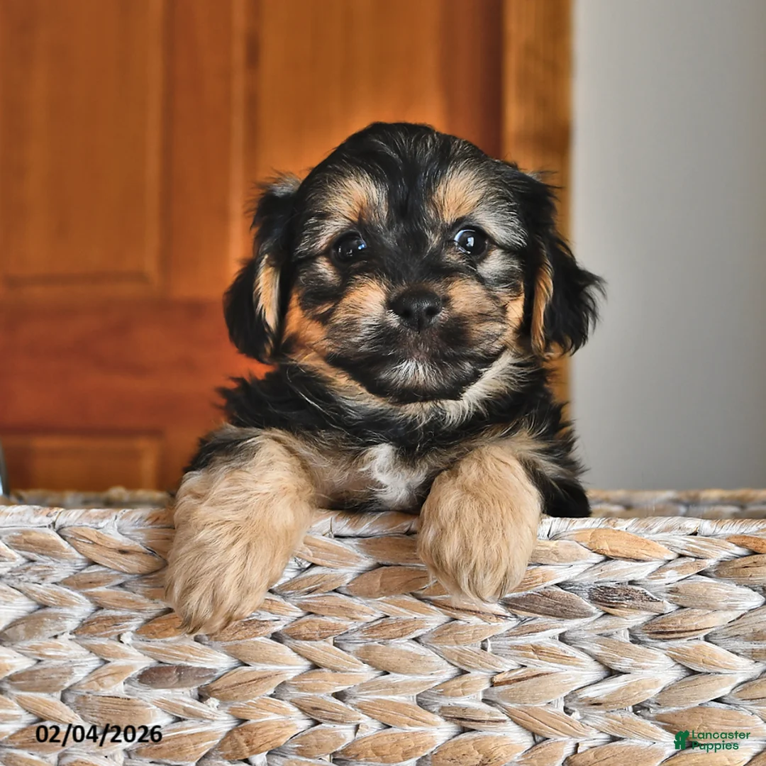Morkie dogs for sale: Bear - Ad 4