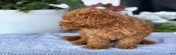 Toy Poodle dogs for sale: Mickey - Ad 4