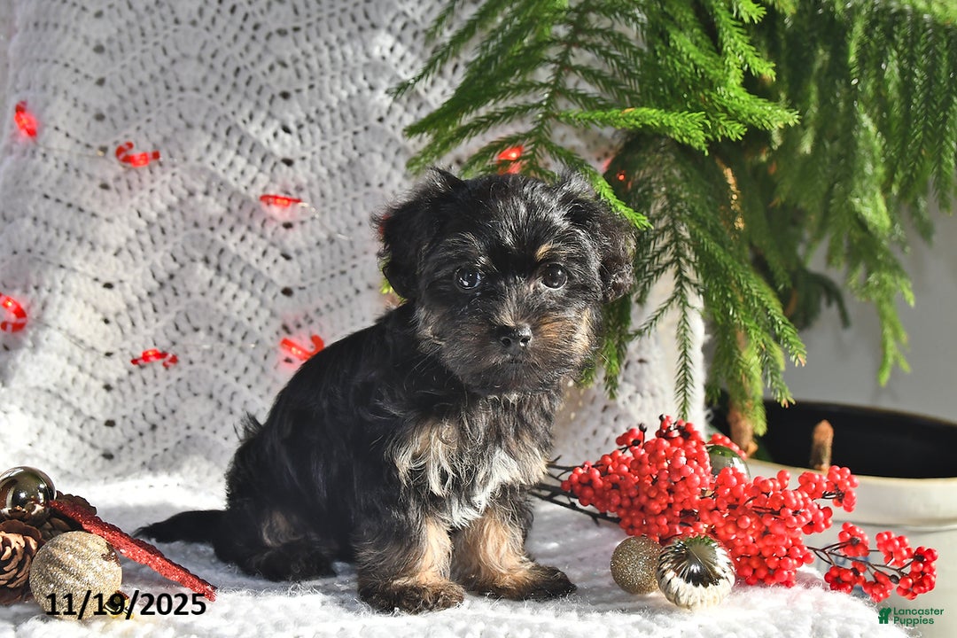 Yorkiepoo dogs for sale: Zinnia - Ad 4