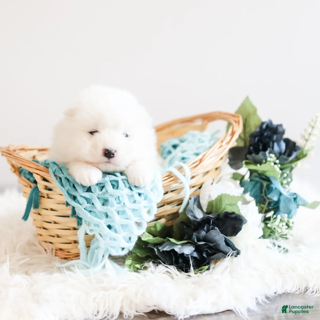 Samoyed dogs for sale: Sully - Ad 3
