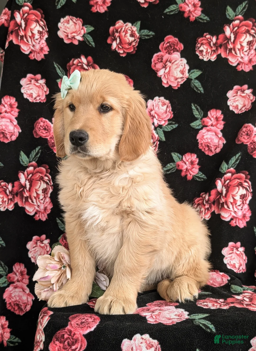 Golden Retriever dogs for sale: Carrie - Ad 4