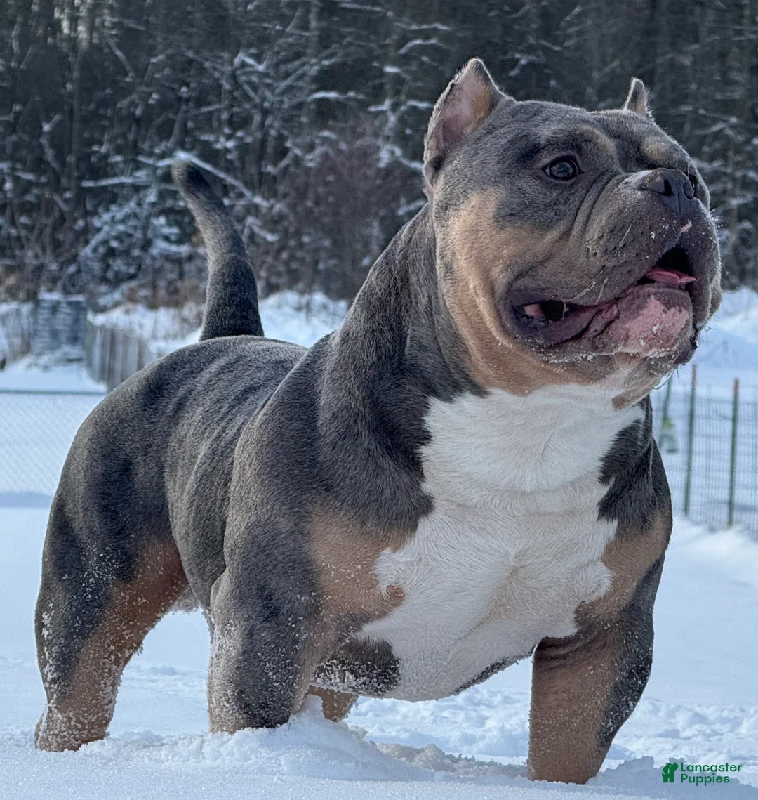 American Bully dogs for sale: Blue Tri Female  - Ad 2