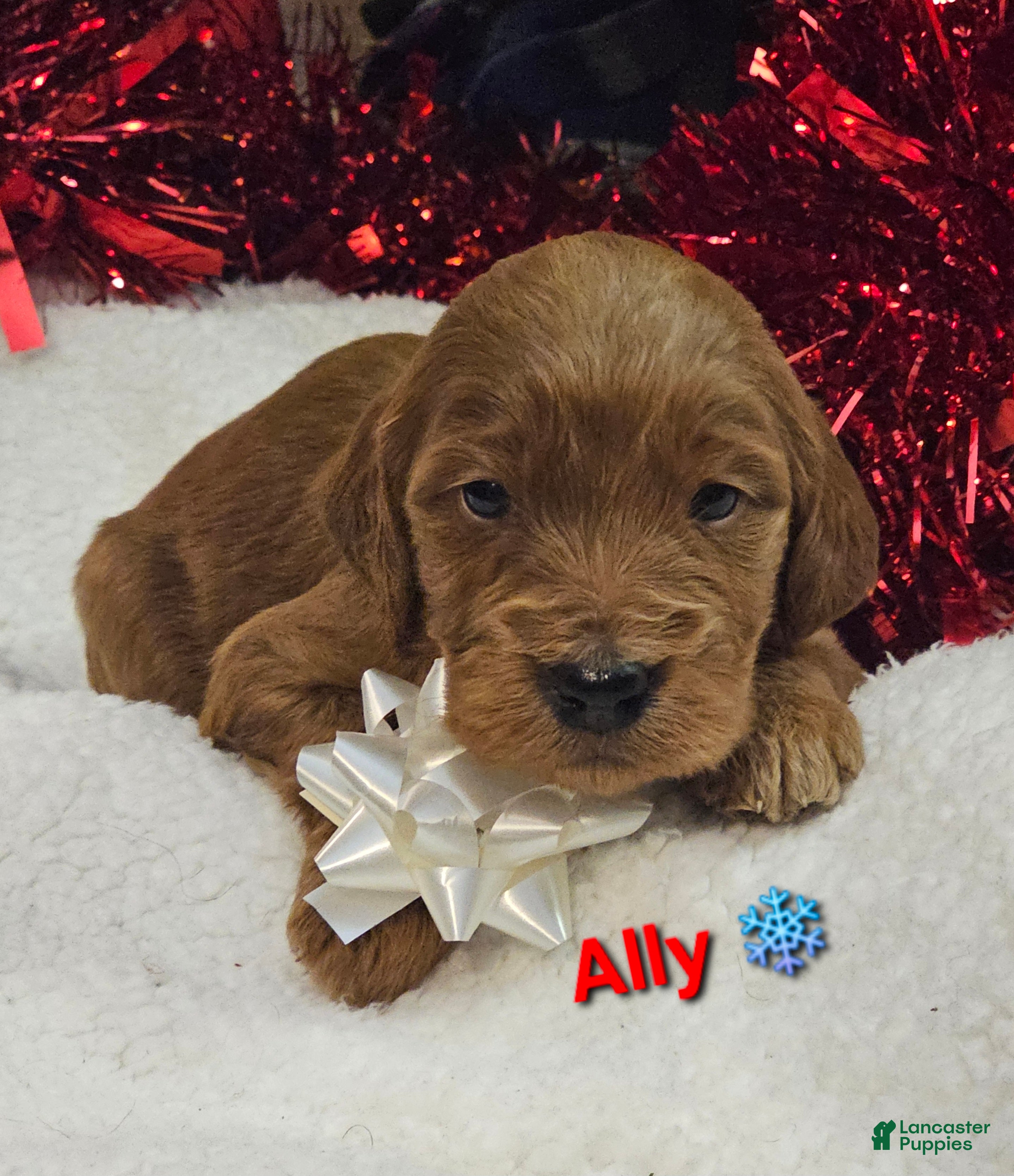 Goldendoodle dogs Ally  - Ad 25