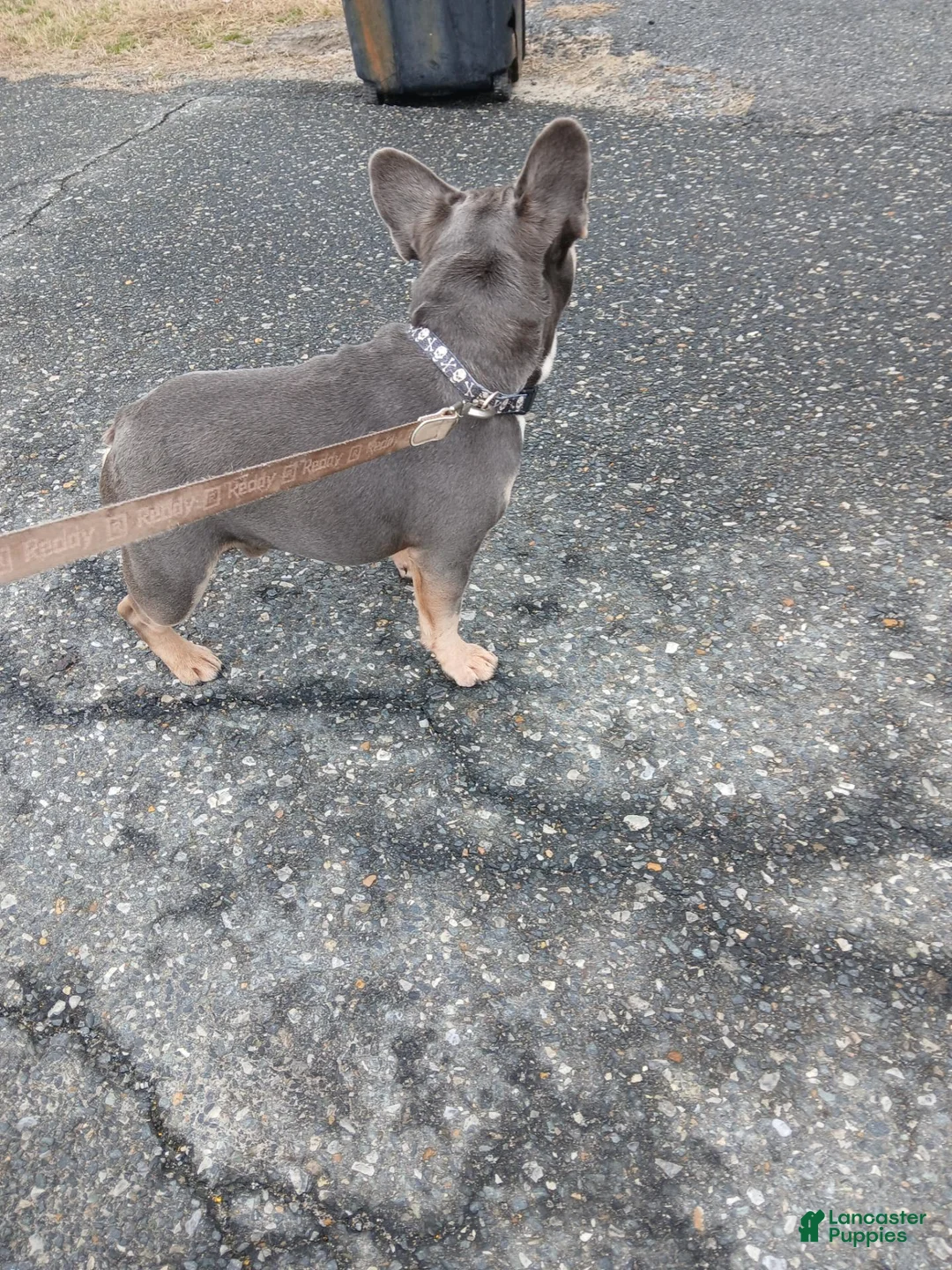Frenchton dogs for sale: Gremlin/Cheetah - Ad 16