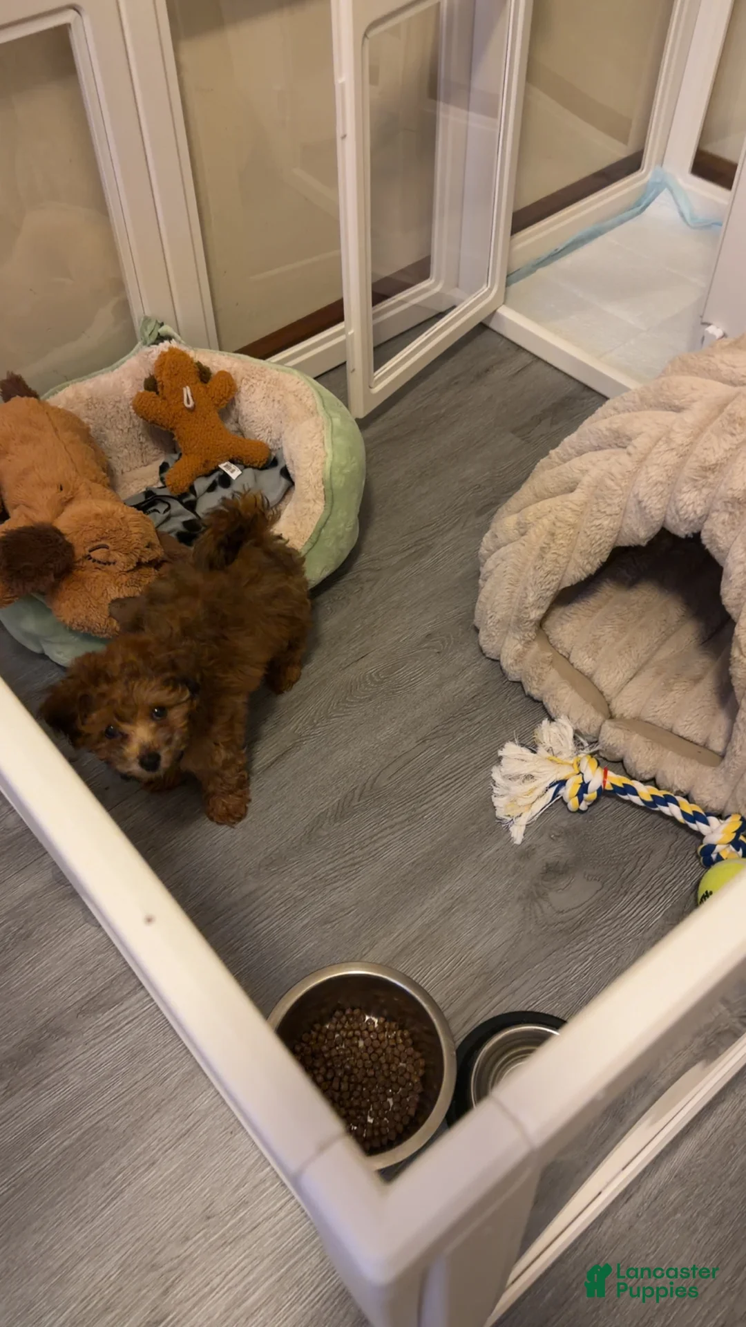 Toy Poodle dogs for sale: Toy Poodle Puppy 2 - Ad 1