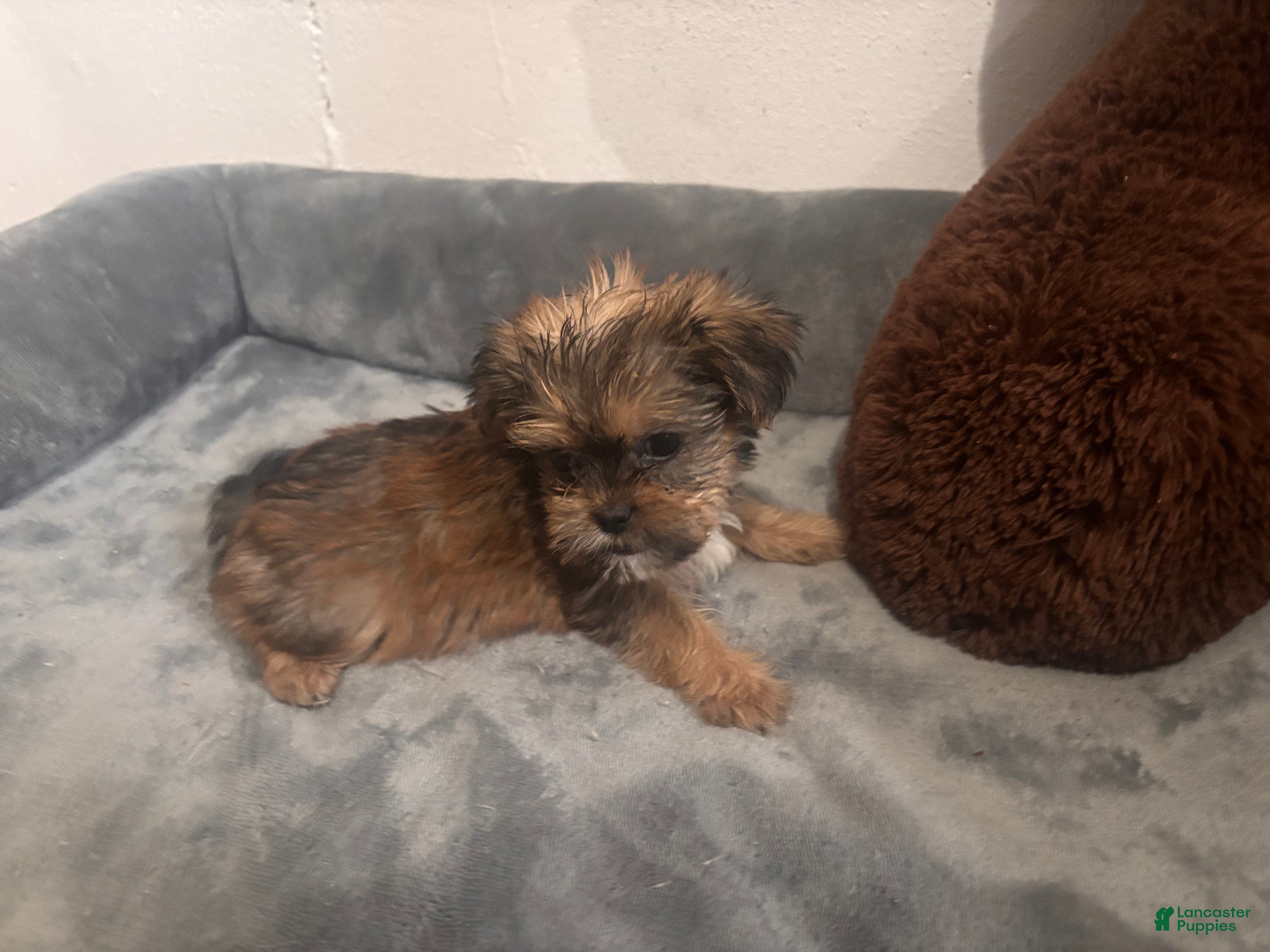 Shorkie dogs Daisy - Ad 2