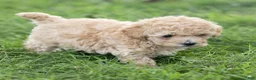 Maltipoo dogs for sale: Minnie Maltipoo  - Ad 10