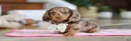 Miniature Dachshund dogs for sale: Jewel - Ad 6