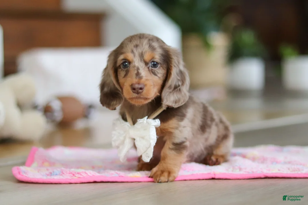 Miniature Dachshund dogs for sale: Jewel - Ad 6