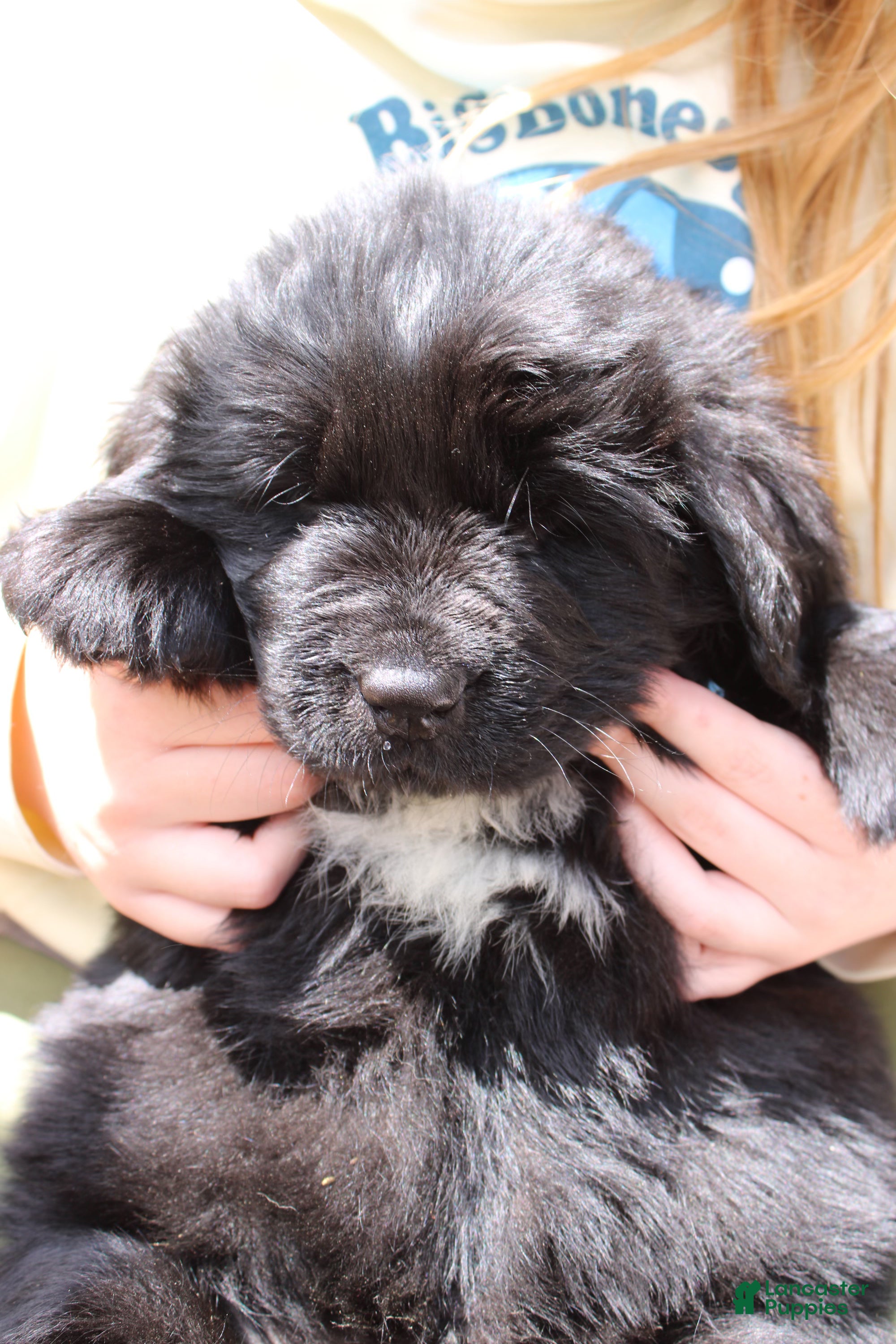Newfoundland dogs Skeeter - Ad 2