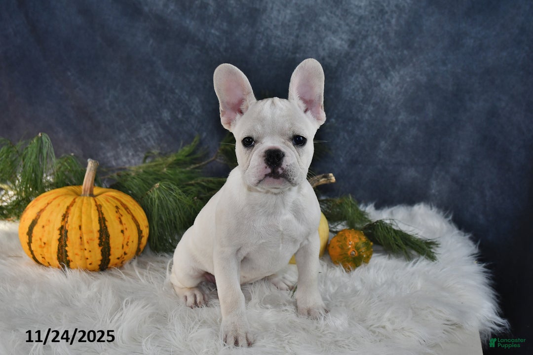French Bulldog dogs for sale: Wrenlee - Ad 1