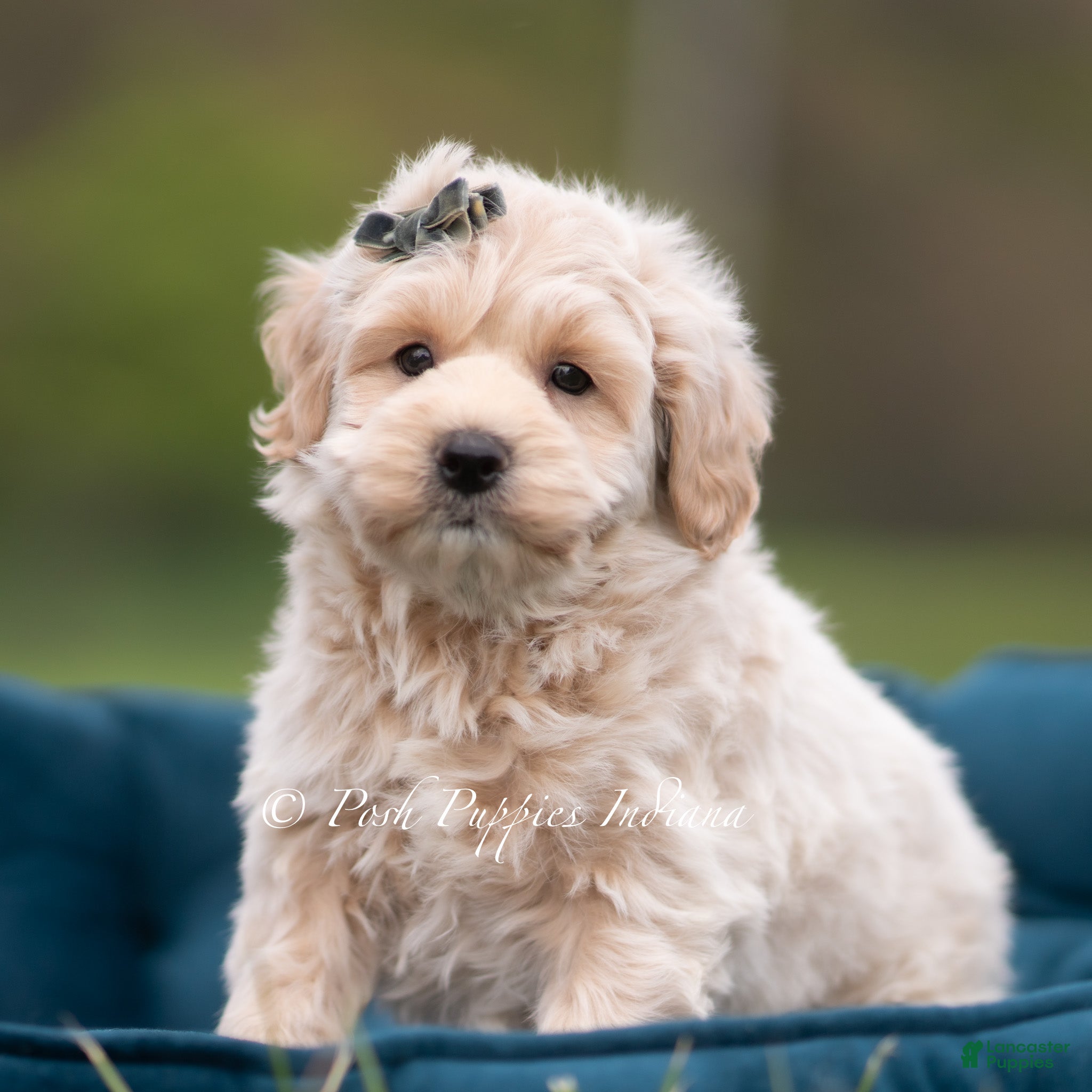 Maltipoo dogs Oakley - Ad 27