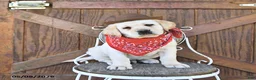 Labrador Retriever dogs for sale: Stanton - Ad 4