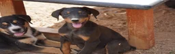 Doberman Pinscher dogs for sale: Milhouse - Ad 6