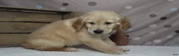 Golden Retriever dogs for sale: Pumpernickel  - Ad 7