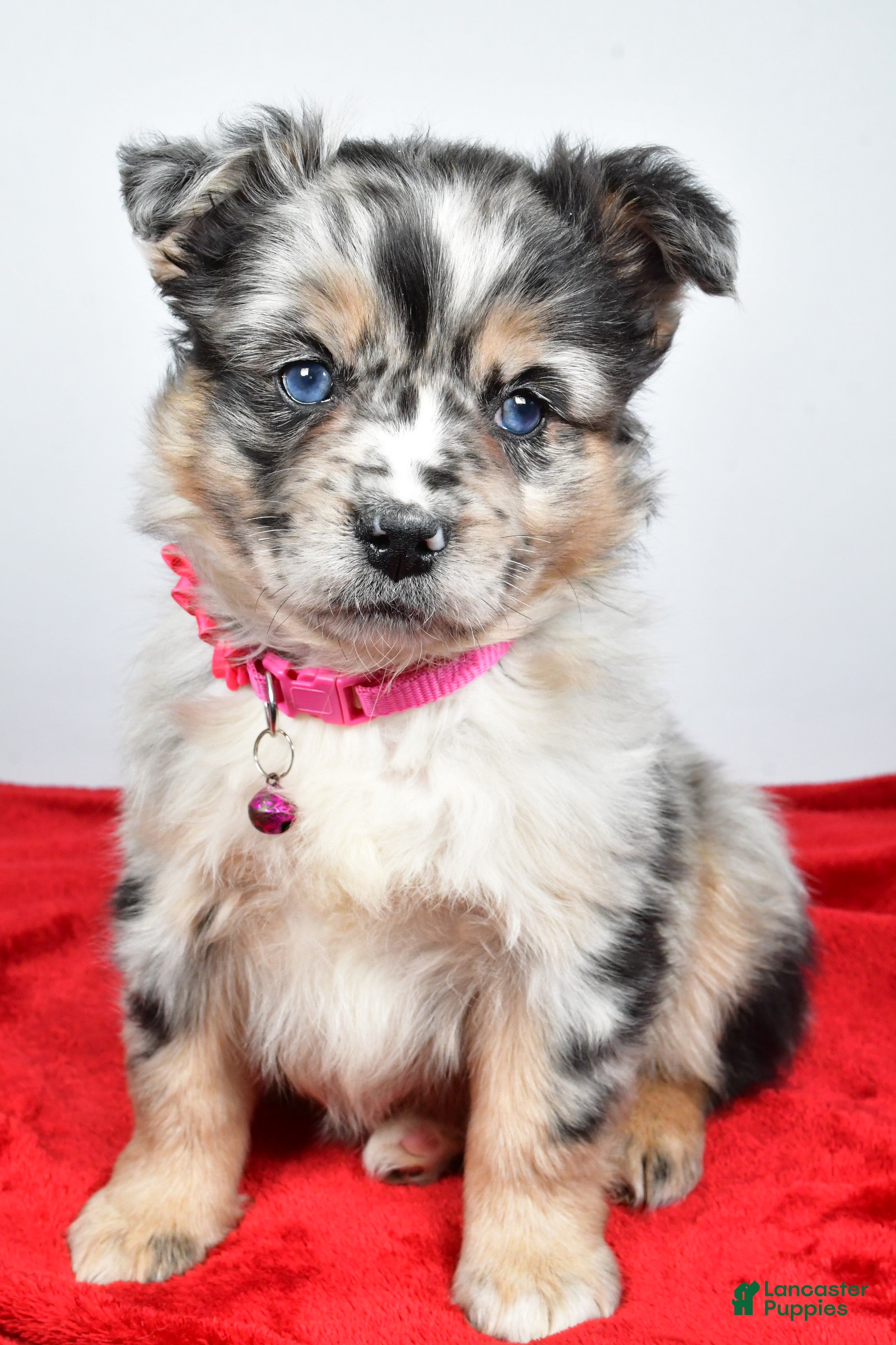 Mixed Breed dogs Coco - Ad 7