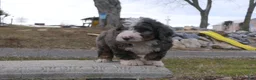 Mini Bernedoodle dogs for sale: Mini Bernedoodle Dusty - Ad 8