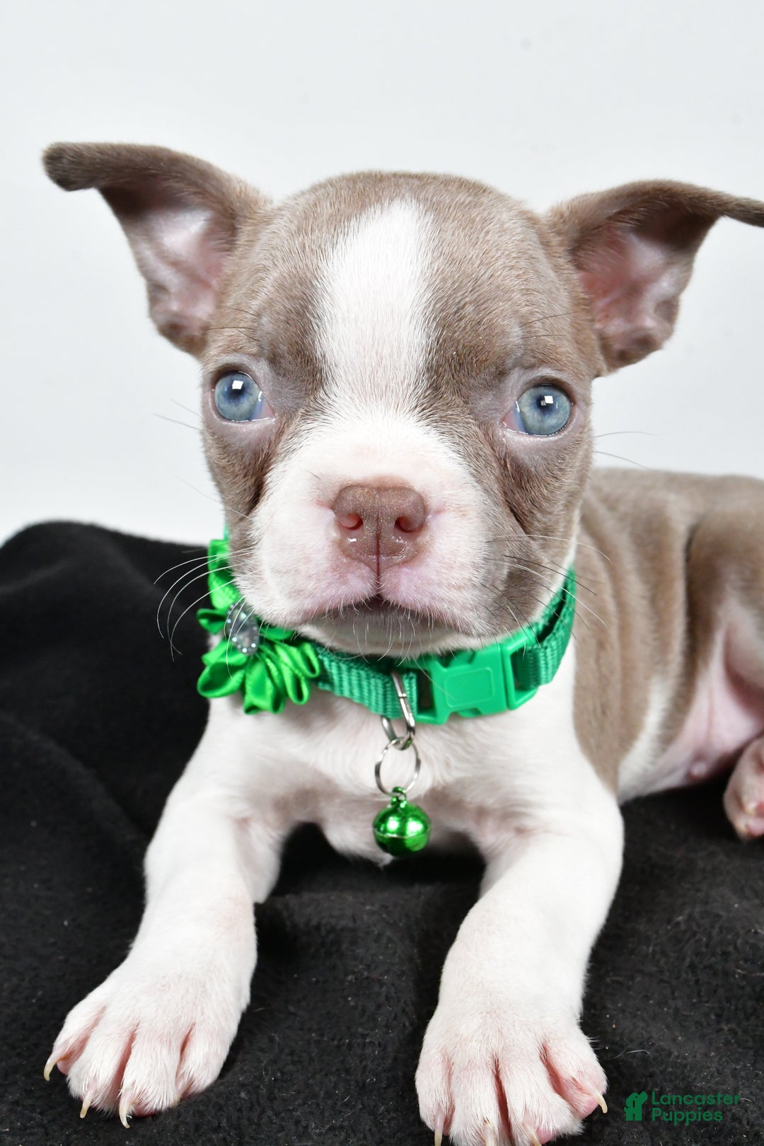 Boston Terrier dogs for sale: Yalena - Ad 7