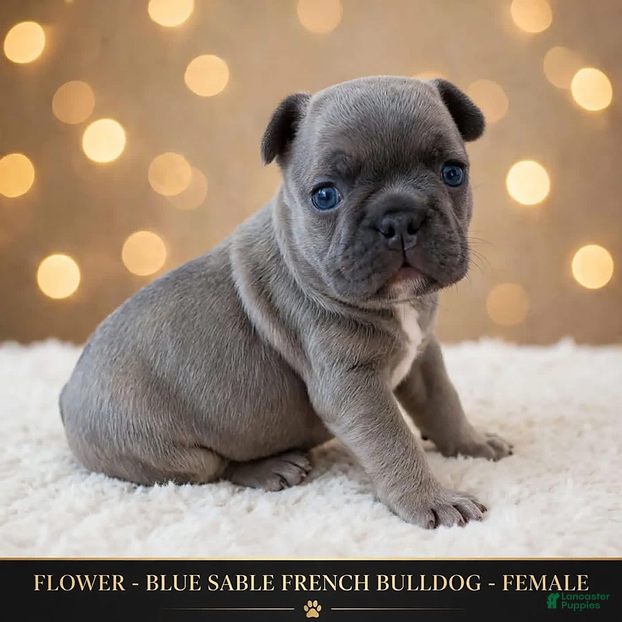 French Bulldog dogs for sale: Flower - Ad 1