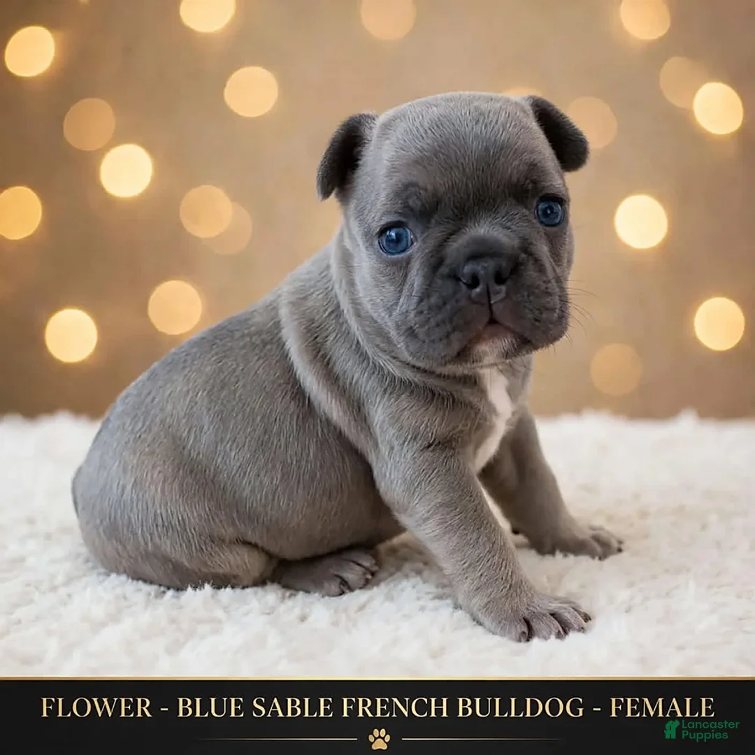 French Bulldog dogs for sale: Flower - Ad 1