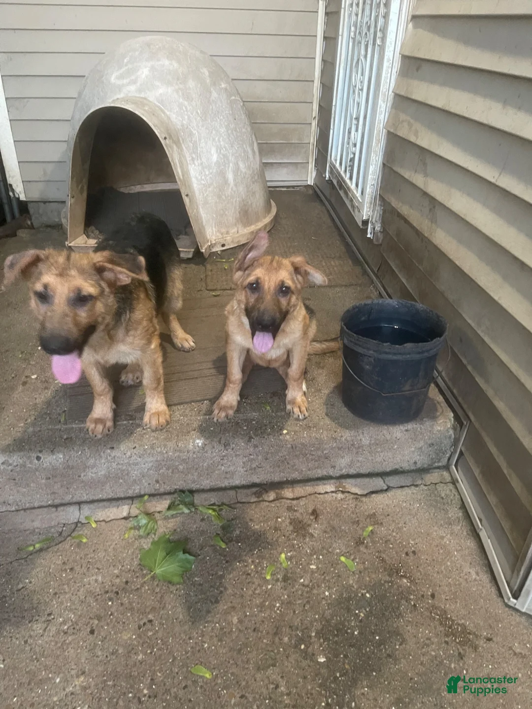 German Shepherd dogs for sale: Frack - Ad 9