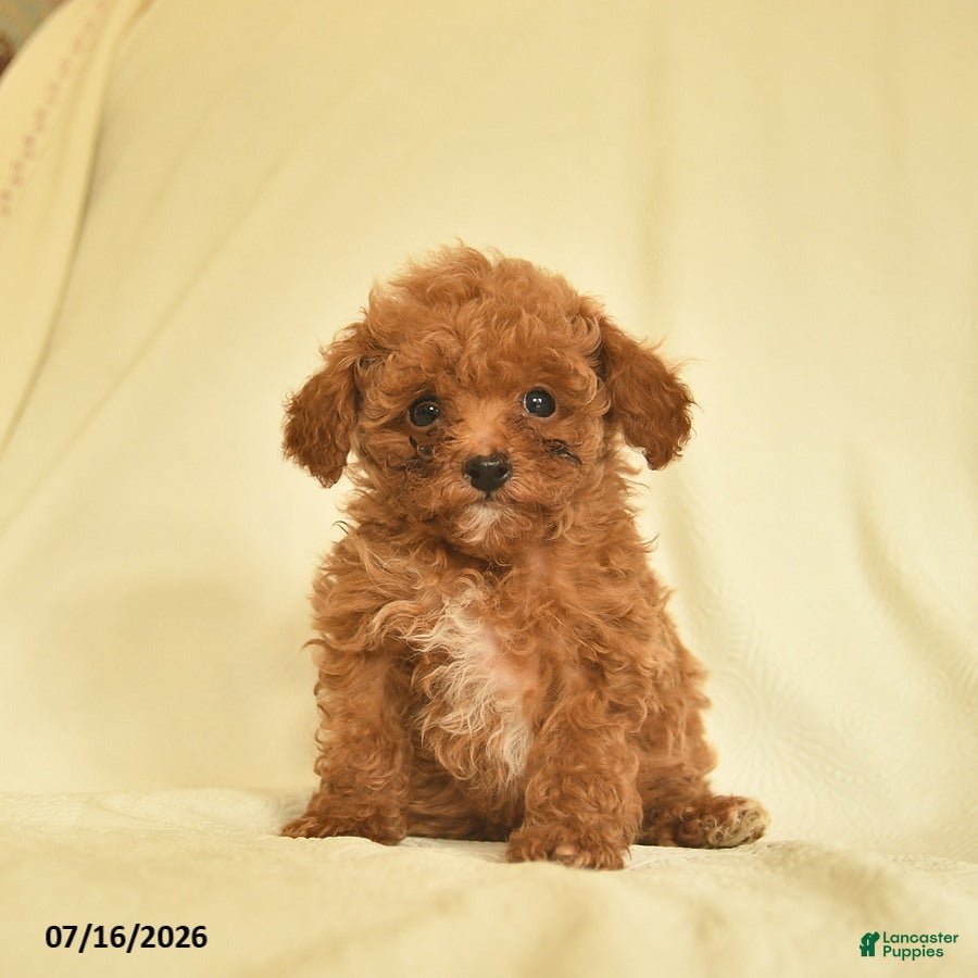 Toy Poodle dogs Lester  - Ad 1