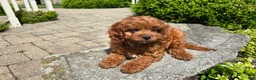 Cavapoo dogs for sale: Hunter - Ad 11