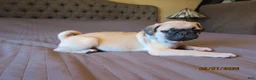 Pug dogs for sale: Pug Puppy 1 - Ad 16