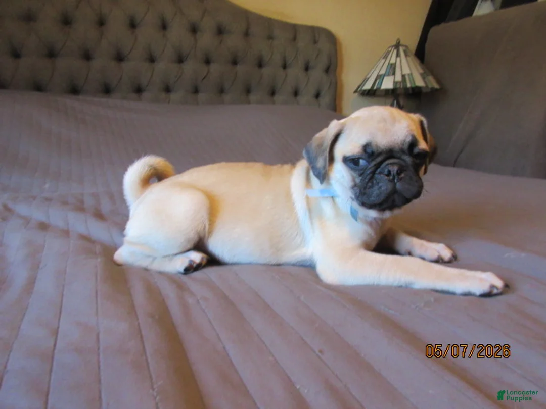 Pug dogs for sale: Pug Puppy 1 - Ad 16