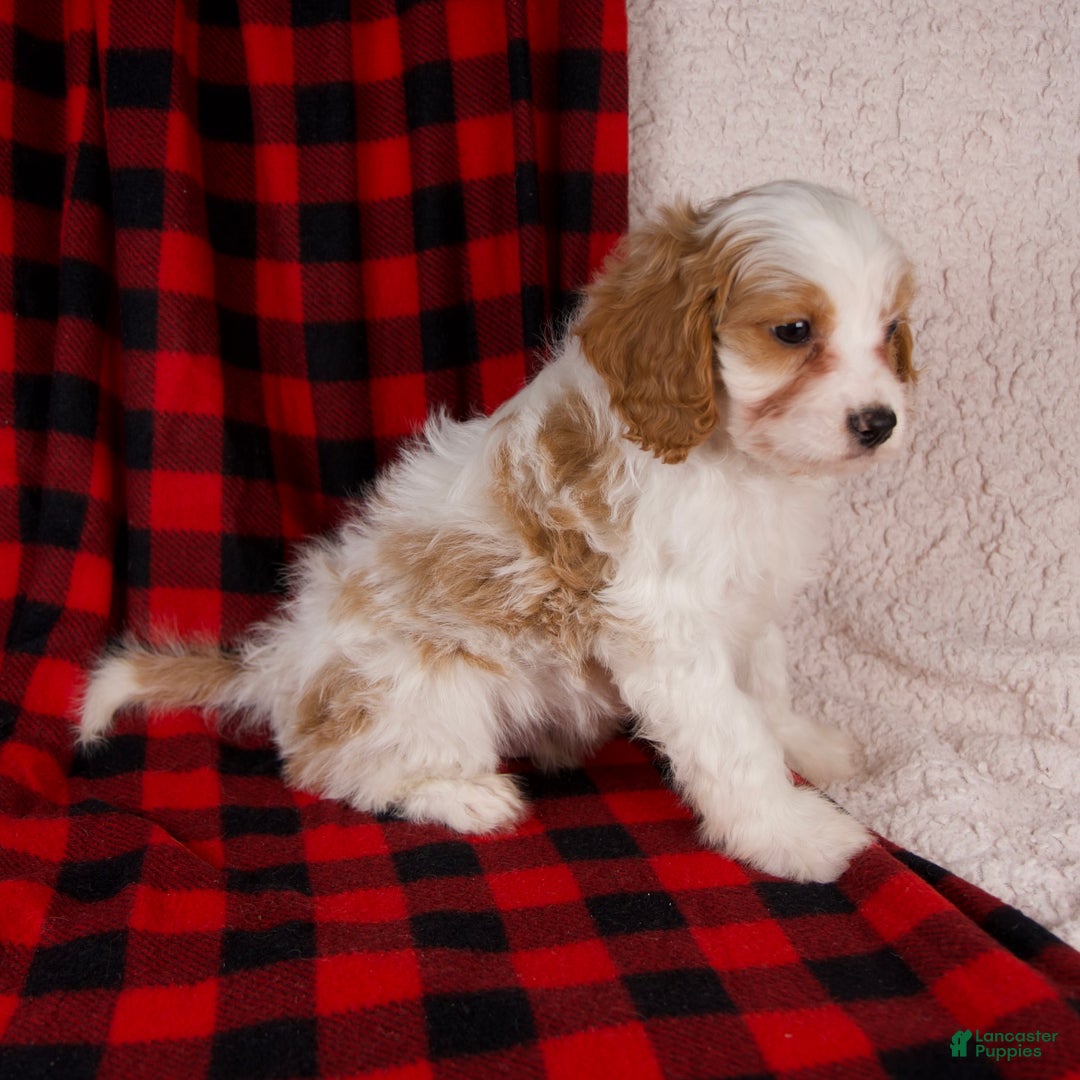 Cavapoo dogs for sale: Nash - Ad 2