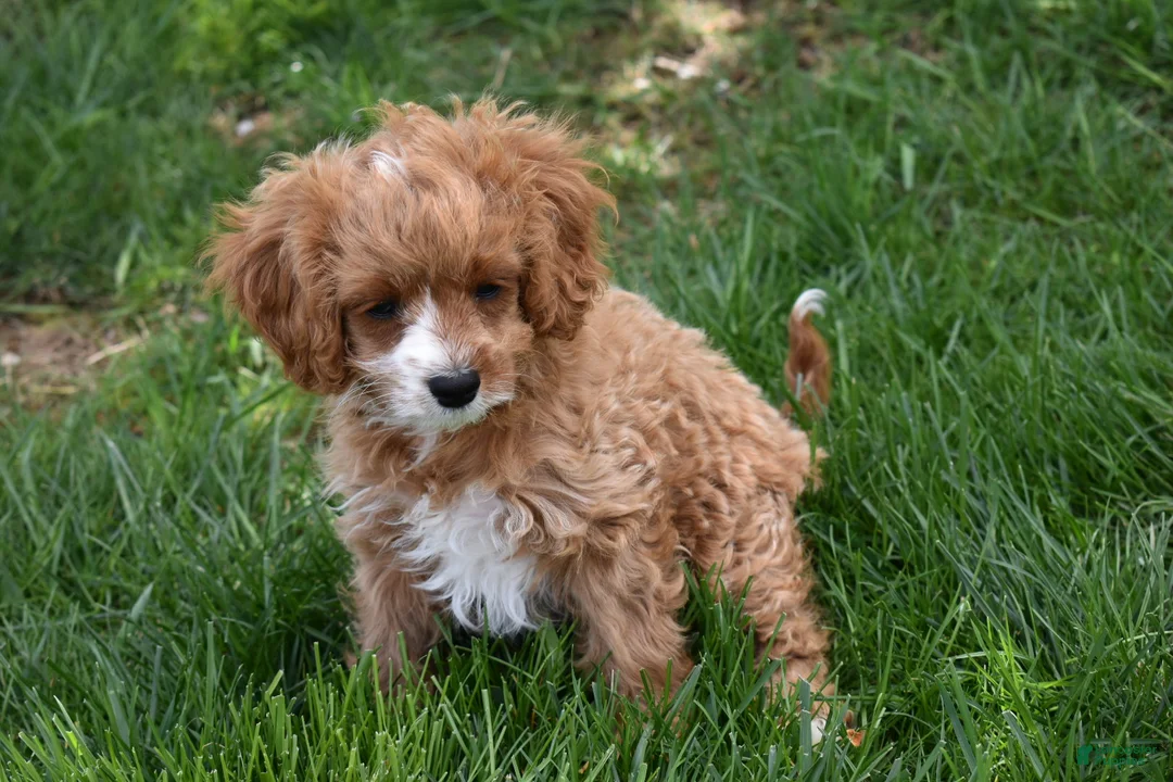 Cavapoo dogs for sale: Sophie  - Ad 2