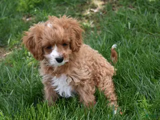 Cavapoo dogs for sale: Sophie - Ad 2
