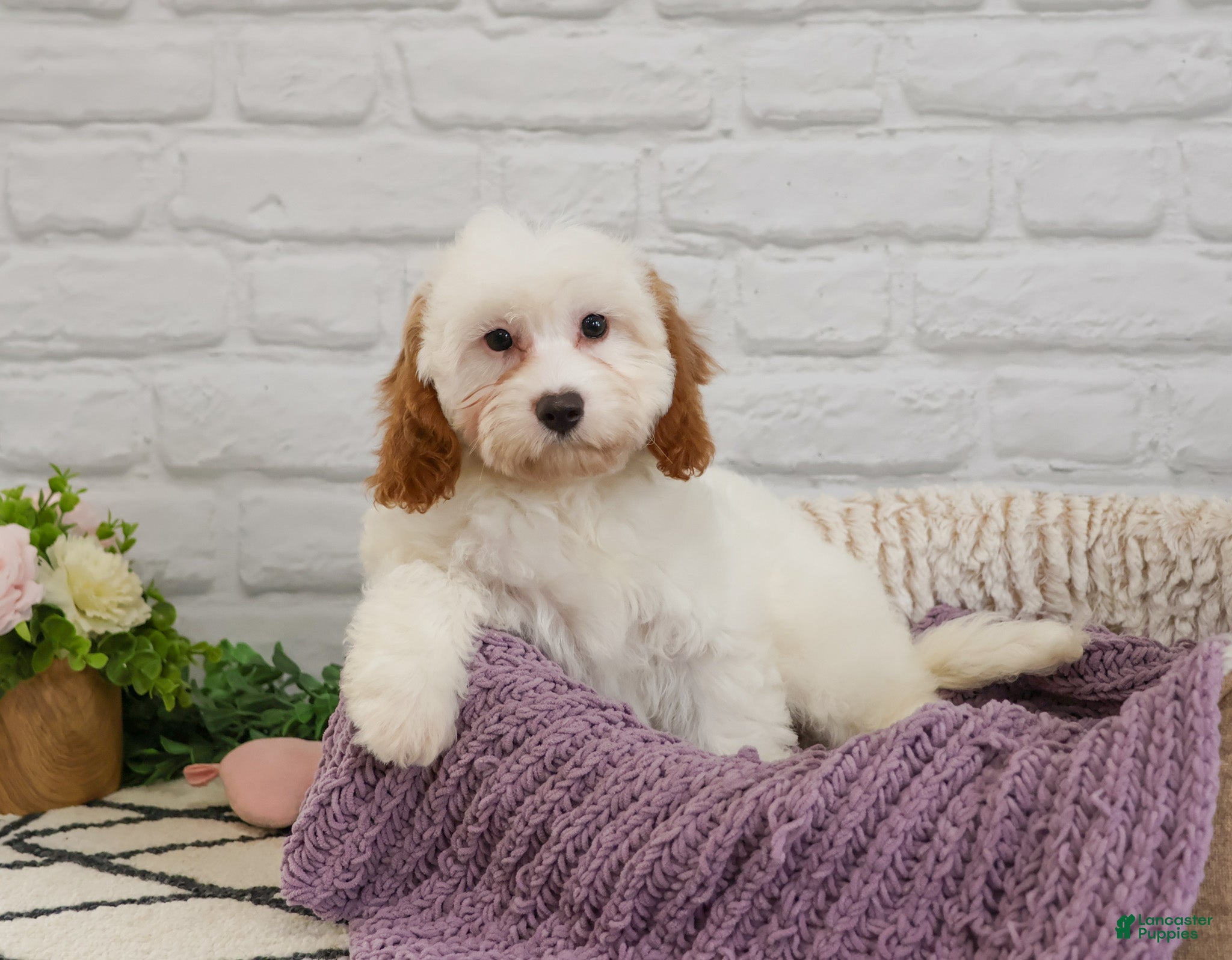 Cavapoo dogs Emerald  - Ad 8