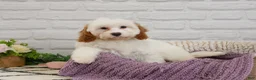 Cavapoo dogs for sale: Emerald  - Ad 1