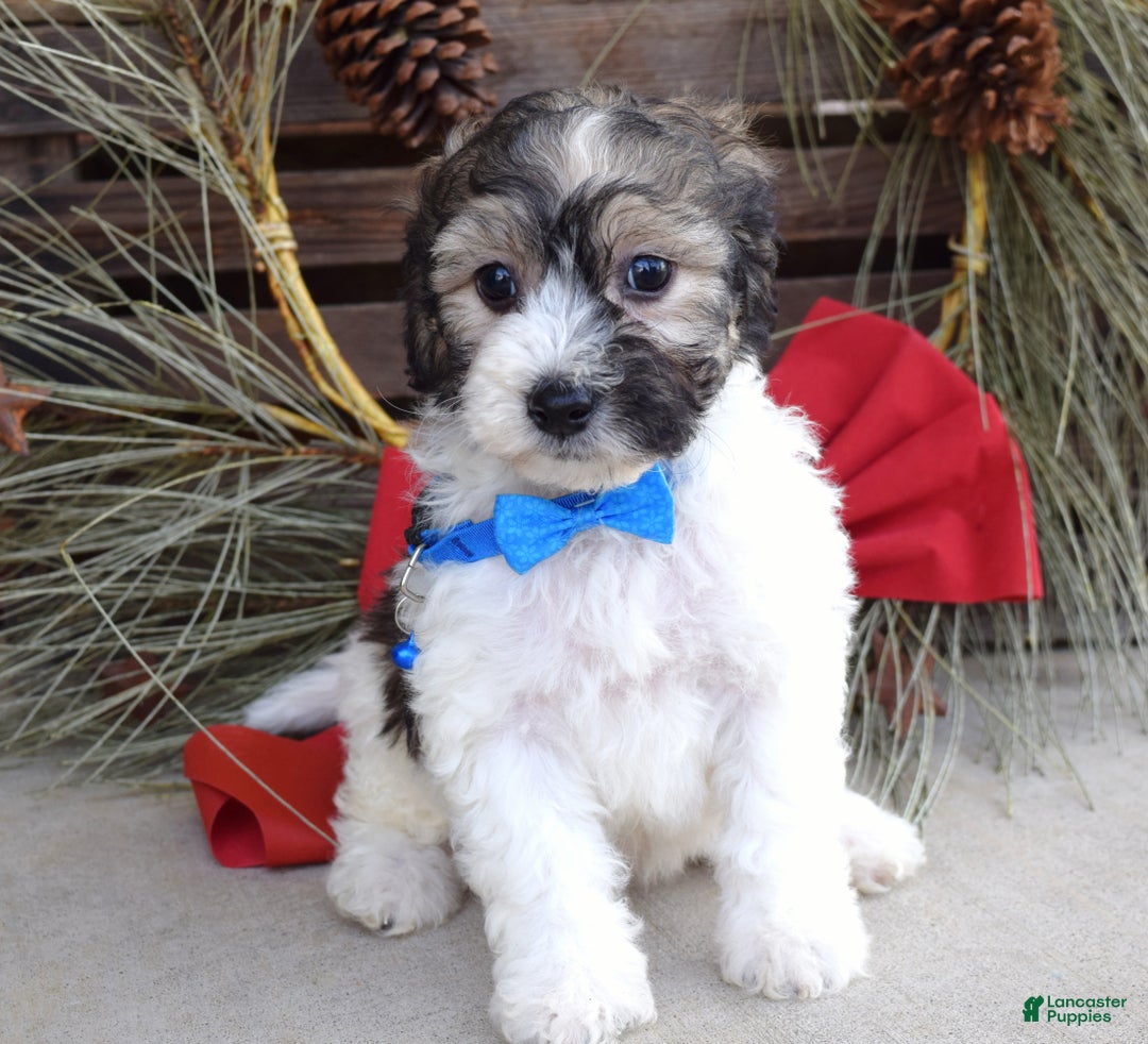 Bichpoo dogs for sale: Biscuit - Ad 4