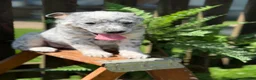 Australian Cattle Dog dogs for sale: Kodi  - Ad 4