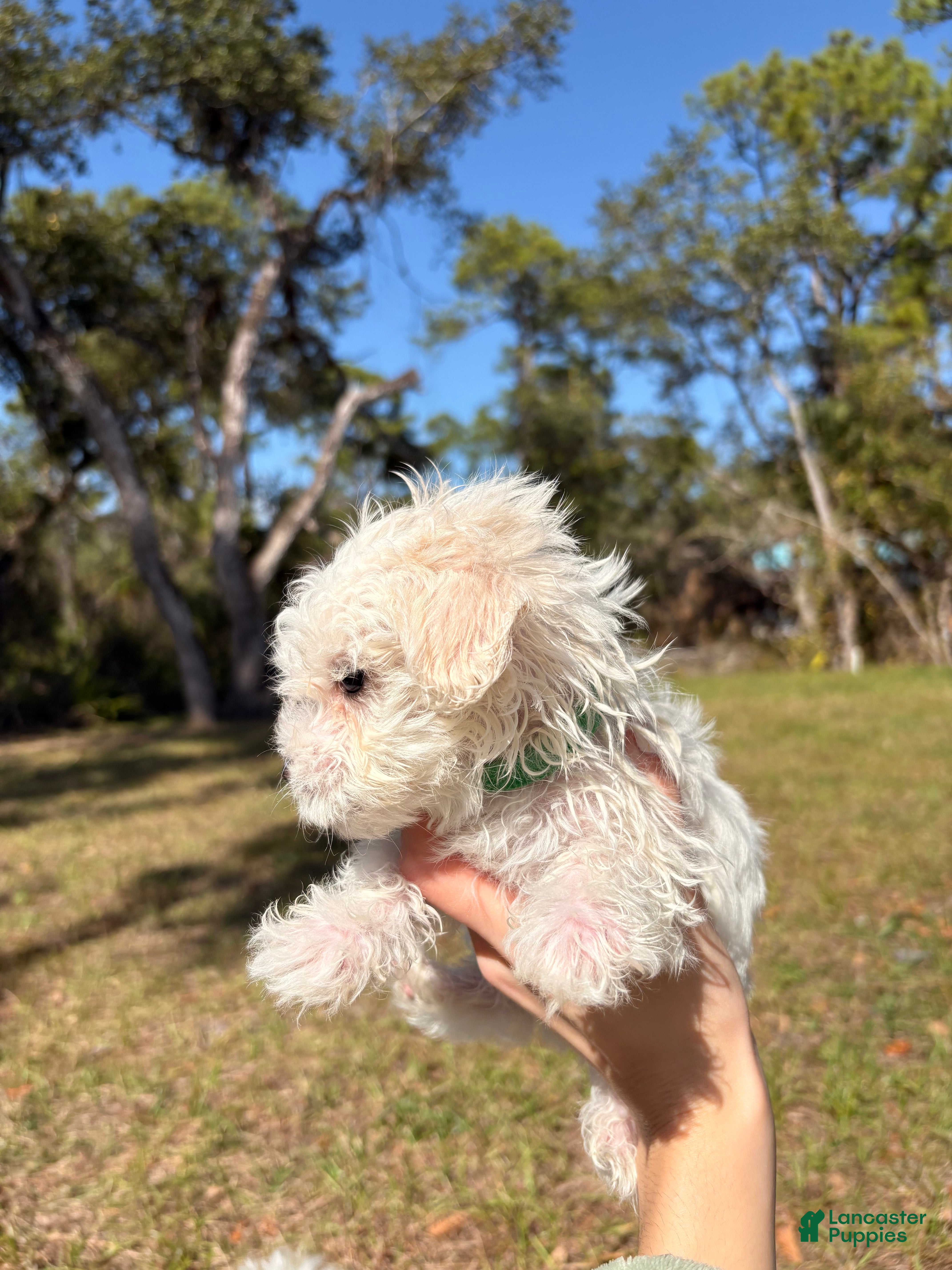 Maltipoo dogs Borris - Ad 2