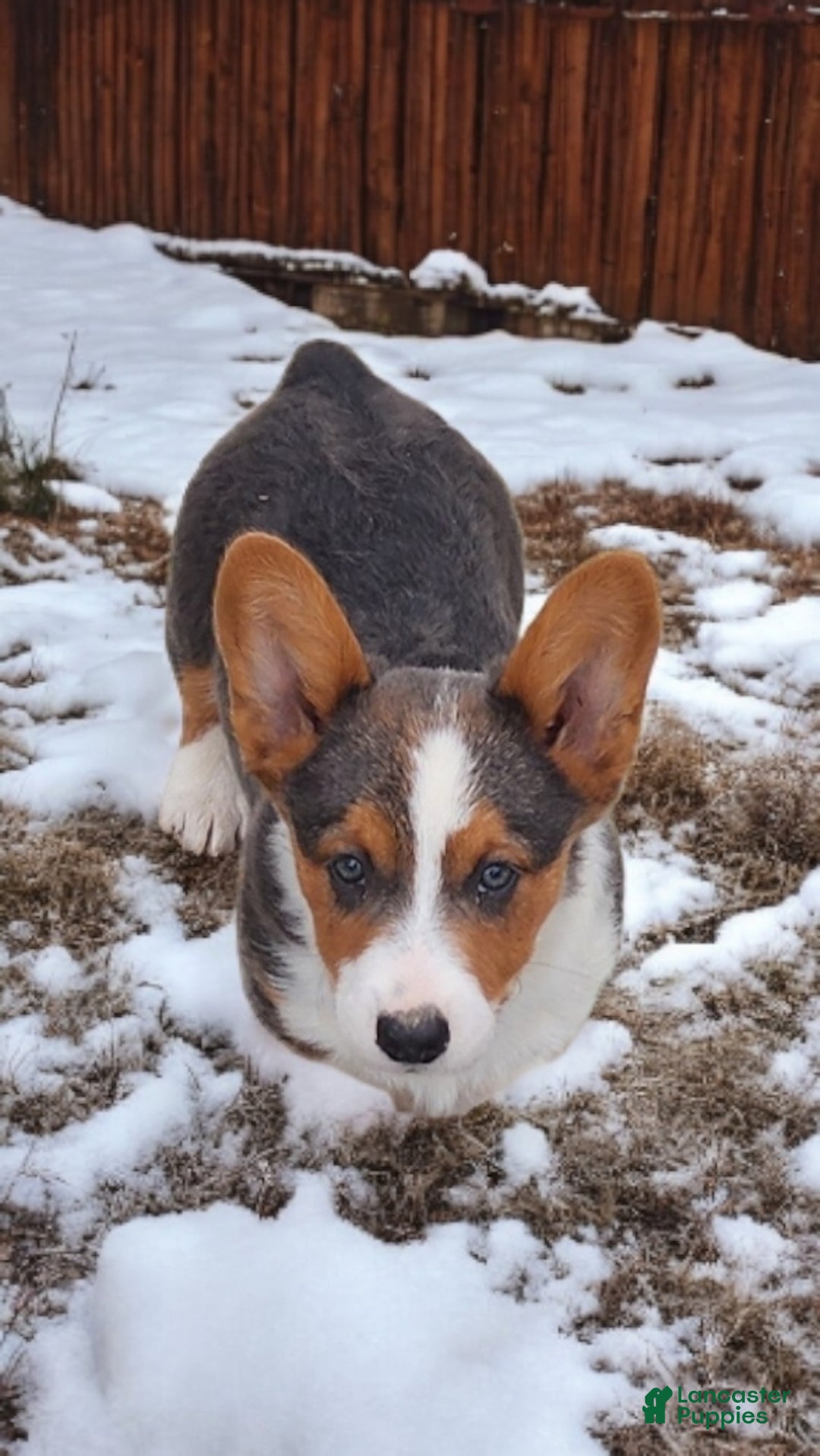 Welsh Corgi Pembroke dogs for sale: Axel Bluie - Ad 2