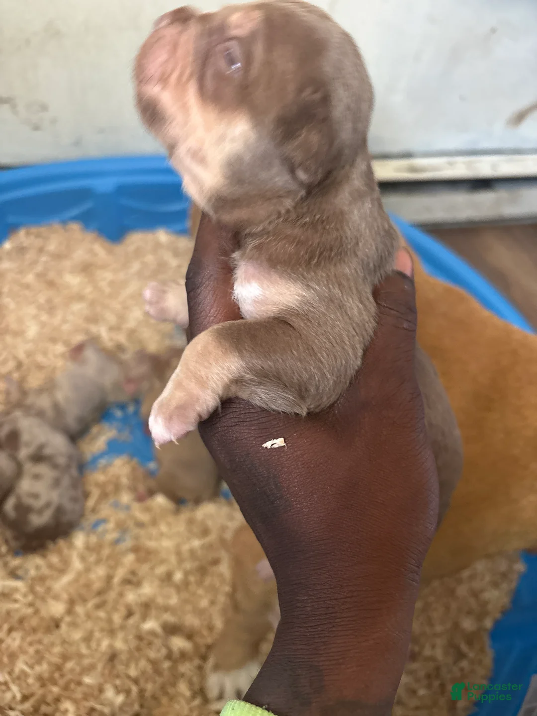 American Bully dogs for sale: KOBA - Ad 1