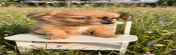 Chihuahua dogs for sale: Chihuahua 2 - Ad 7